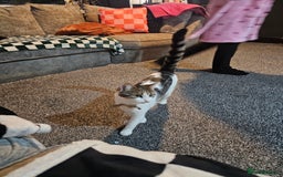 Domestic Shorthair cats for sale: Willow - Advert 3