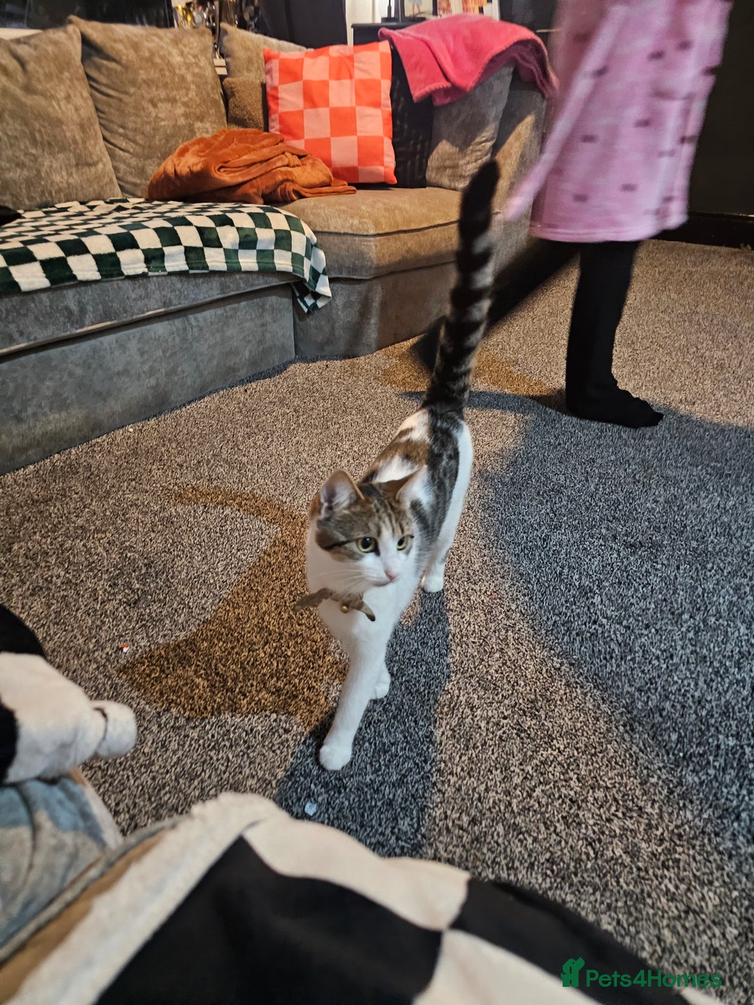 Domestic Shorthair cats for sale: Willow - Advert 3