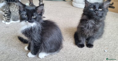 Maine Coon cats - Advert 5