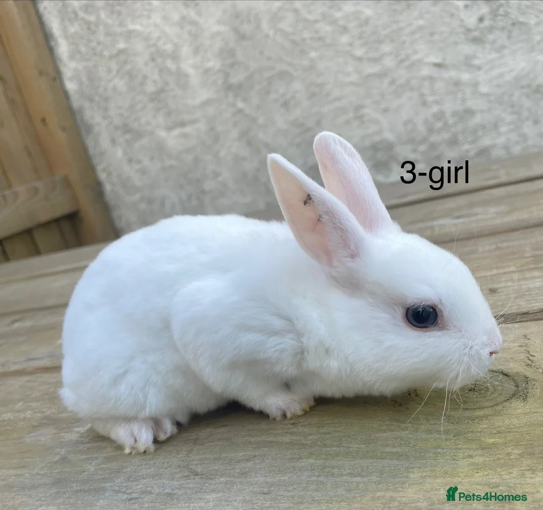 Rex rabbits for sale: 🐰 5 week old Pure bred mini Rex 🐰  - Advert 2