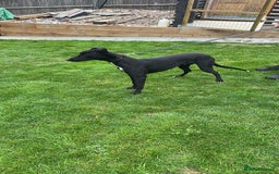 Mixed Breed dogs for sale: Whippet x greyhound  - Image 1