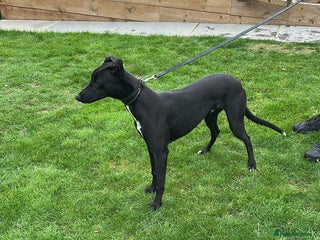 Mixed Breed dogs for sale - Advert 2