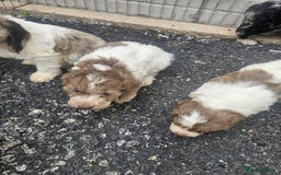 Cockapoo dogs for sale: Cockapoo puppies 🐶  - Image 31