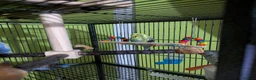 Budgerigars birds for sale: 6 budgie s - Advert 2