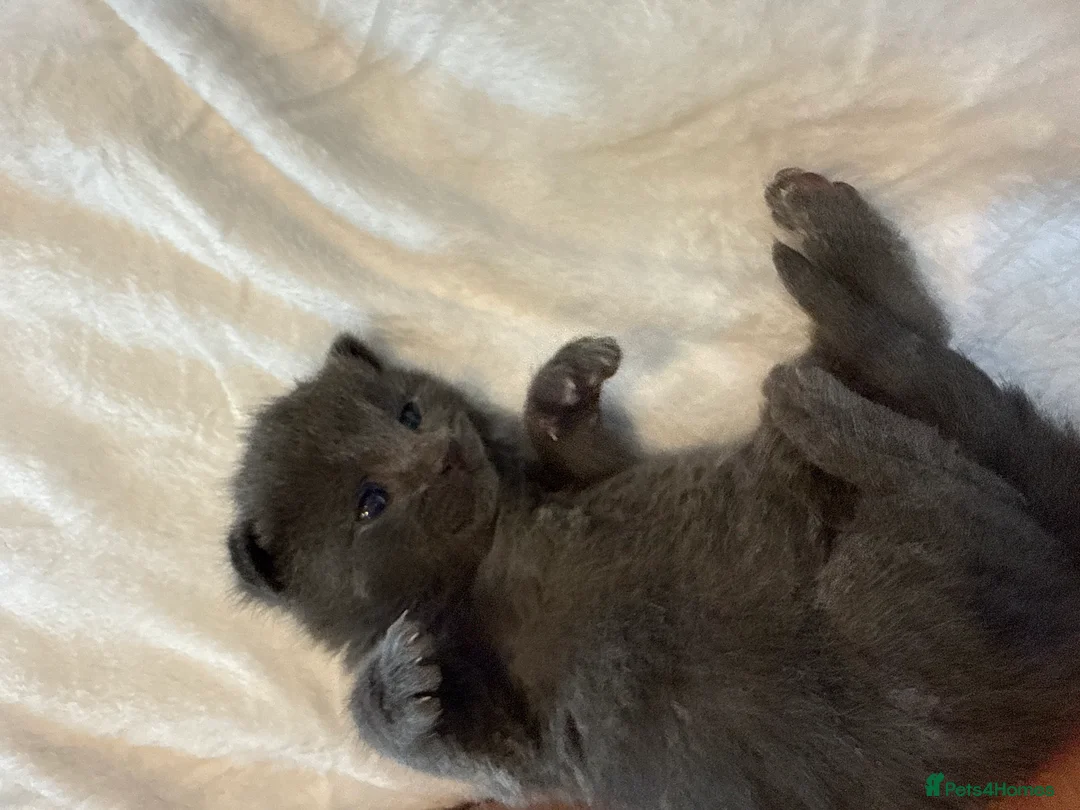 British Shorthair cats for sale: Our British Shorthair Grey Kittens  - Advert 26