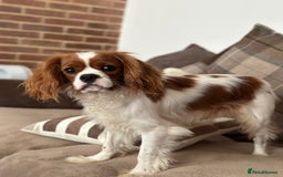 Cavalier King Charles Spaniel dogs for stud: Stunnig Ruby Cavalier King Charles stud in Bury Saint Edmunds - Image 4