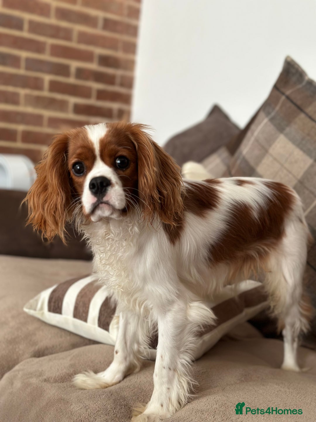 Cavalier King Charles Spaniel dogs for stud: Stunnig Ruby Cavalier King Charles stud in Bury Saint Edmunds - Image 4