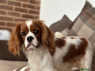 Cavalier King Charles Spaniel dogs Stunnig Ruby Cavalier King Charles stud in Bury Saint Edmunds - Advert 2