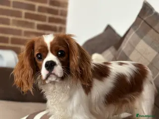 Cavalier King Charles Spaniel dogs Stunnig Ruby Cavalier King Charles stud in Bury Saint Edmunds - Advert 2