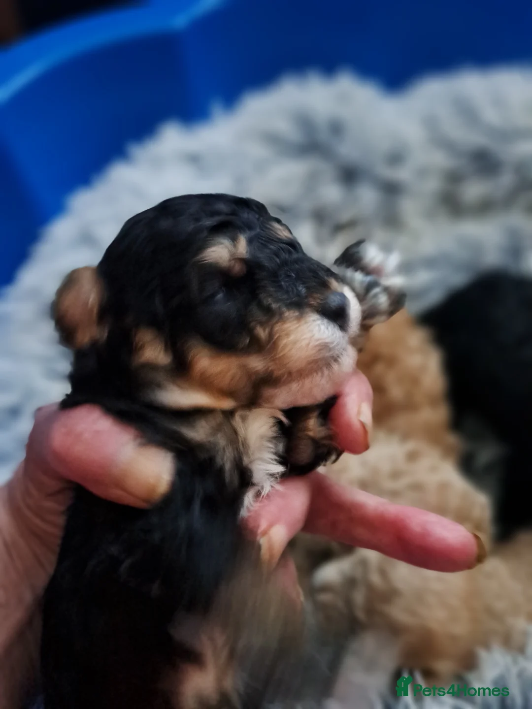 Toy Poodle dogs for sale:   **   day toy poodle kc girls&boys black and red - Advert 12