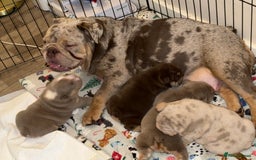 English Bulldog dogs for sale: Stunning English Bulldog Puppies 🐾🐶 - Advert 2