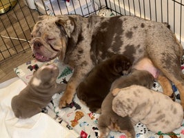 English Bulldog dogs Stunning English Bulldog Puppies 🐾🐶 - Advert 6