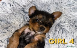 Yorkshire Terrier dogs for sale: 💕🐾Adorable PEDIGREE YORKSHIRE TERRIER Pups🐾💕  - Image 12