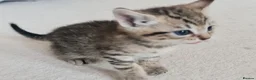 Mixed Breed cats for sale: 5 Heart-Melting Baby Kittens Ready for Love! - Advert 8