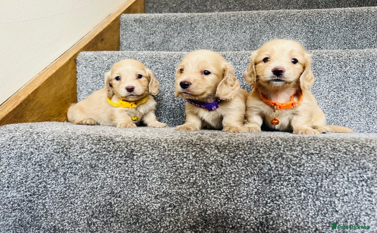Miniature Dachshund dogs - Advert 9