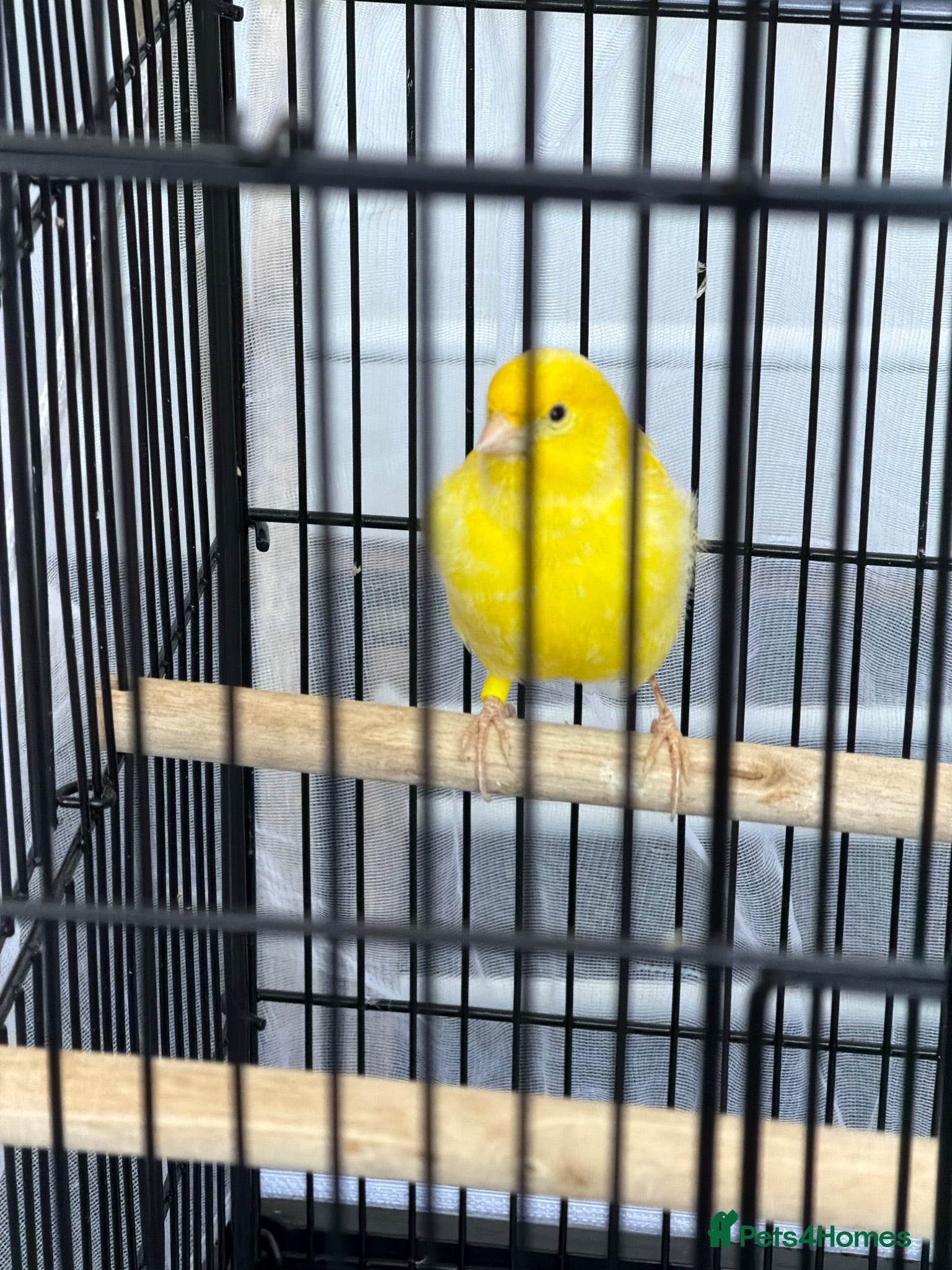 Canaries birds Canary  - Advert 4