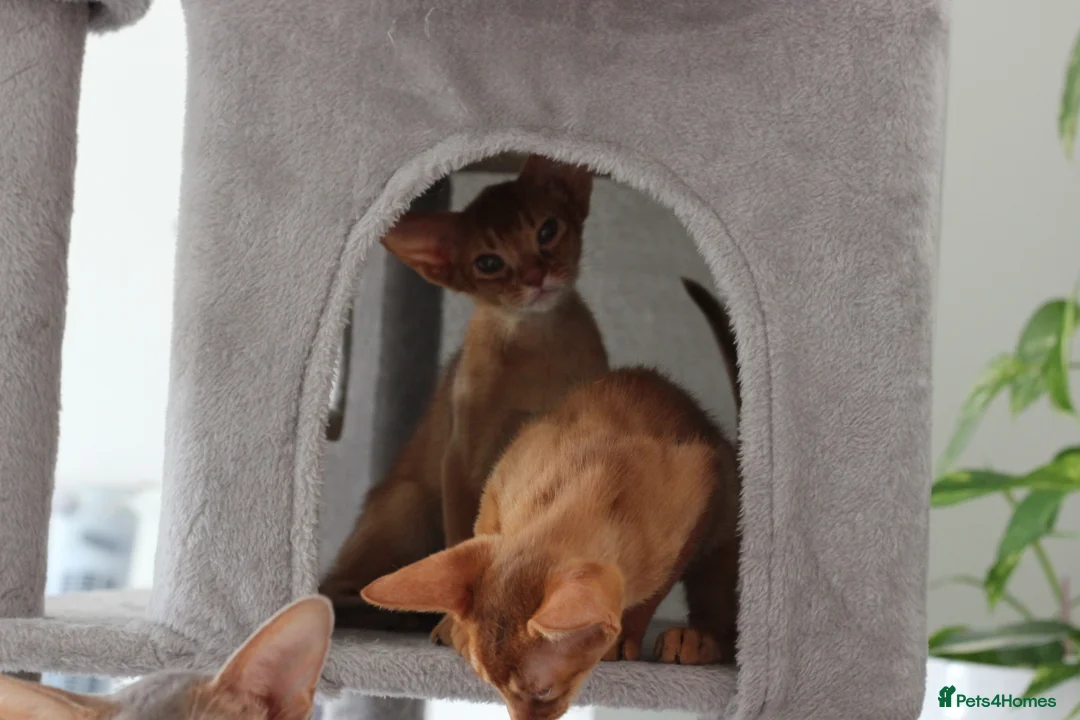 Abyssinian cats for sale: Abyssinian BOY & Looking for His Forever Family - Advert 2