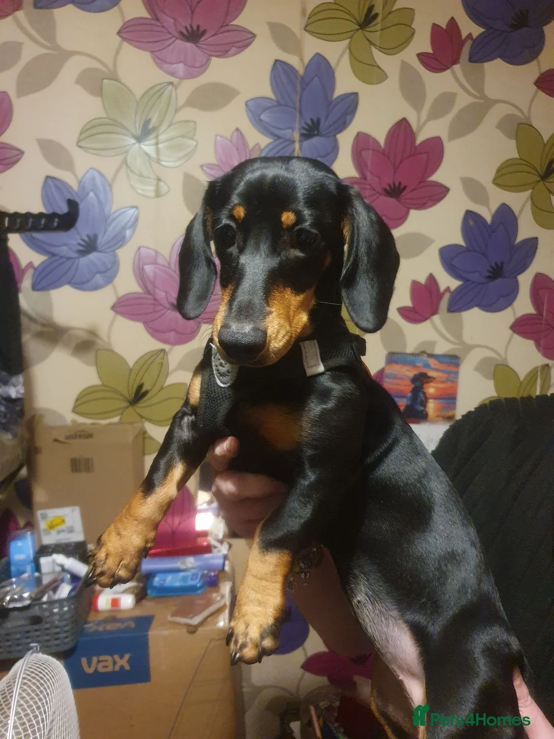 Dachshund dogs for sale: Beautiful girl for sale - Advert 3