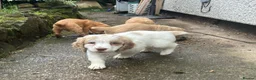 Clumber Spaniel dogs for sale: Clumber Spaniel puppies - Advert 2