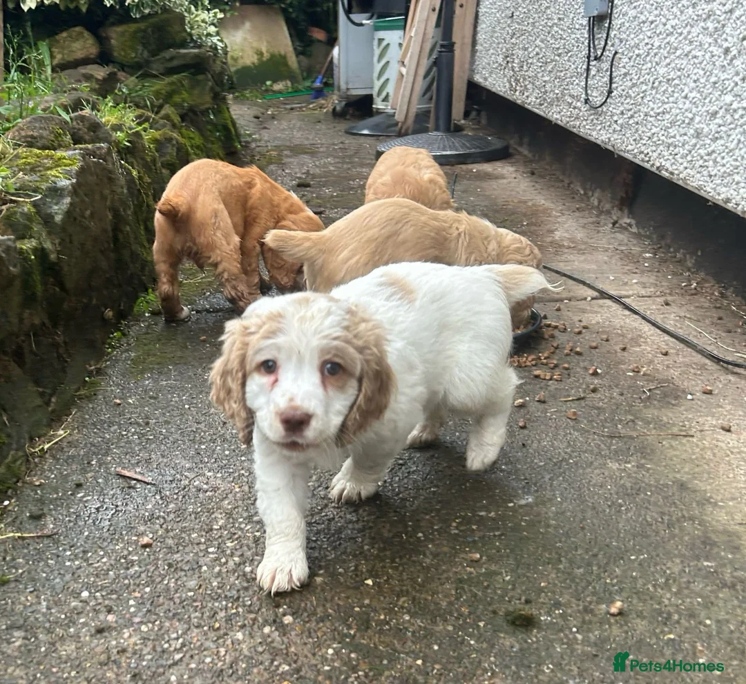Clumber Spaniel dogs for sale: Clumber Spaniel puppies - Advert 2
