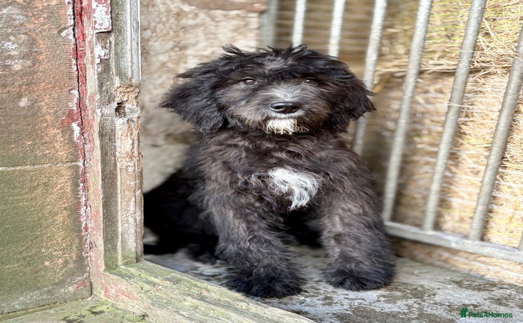 Mixed Breed dogs - Advert 1