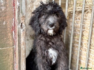 Mixed Breed dogs - Advert 11