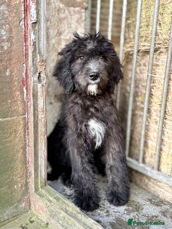 Mixed Breed dogs - Advert 1