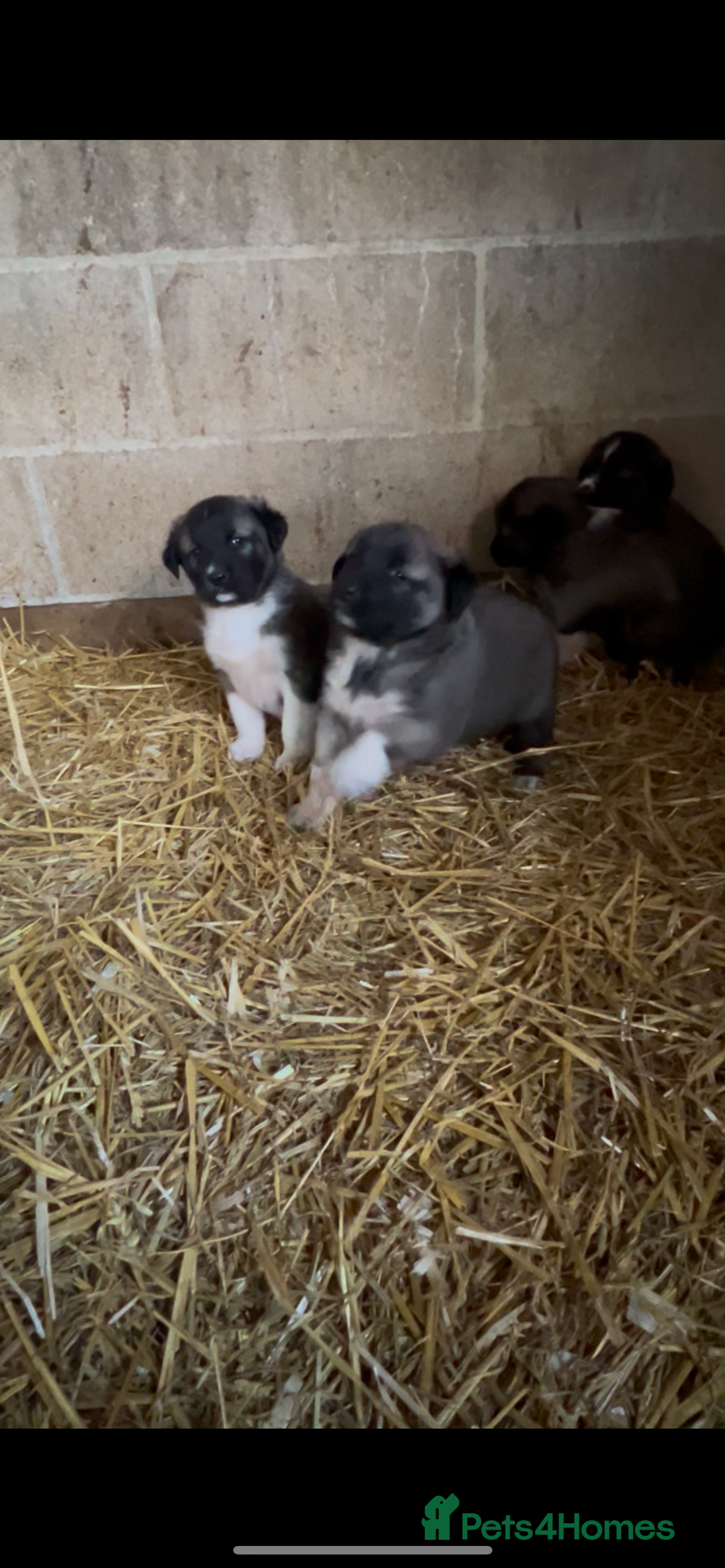 Mixed Breed dogs for sale: Turkish kangal x Caucasian pups  - Advert 19