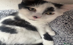 Mixed Breed cats for sale: Female Kitten - Image 2