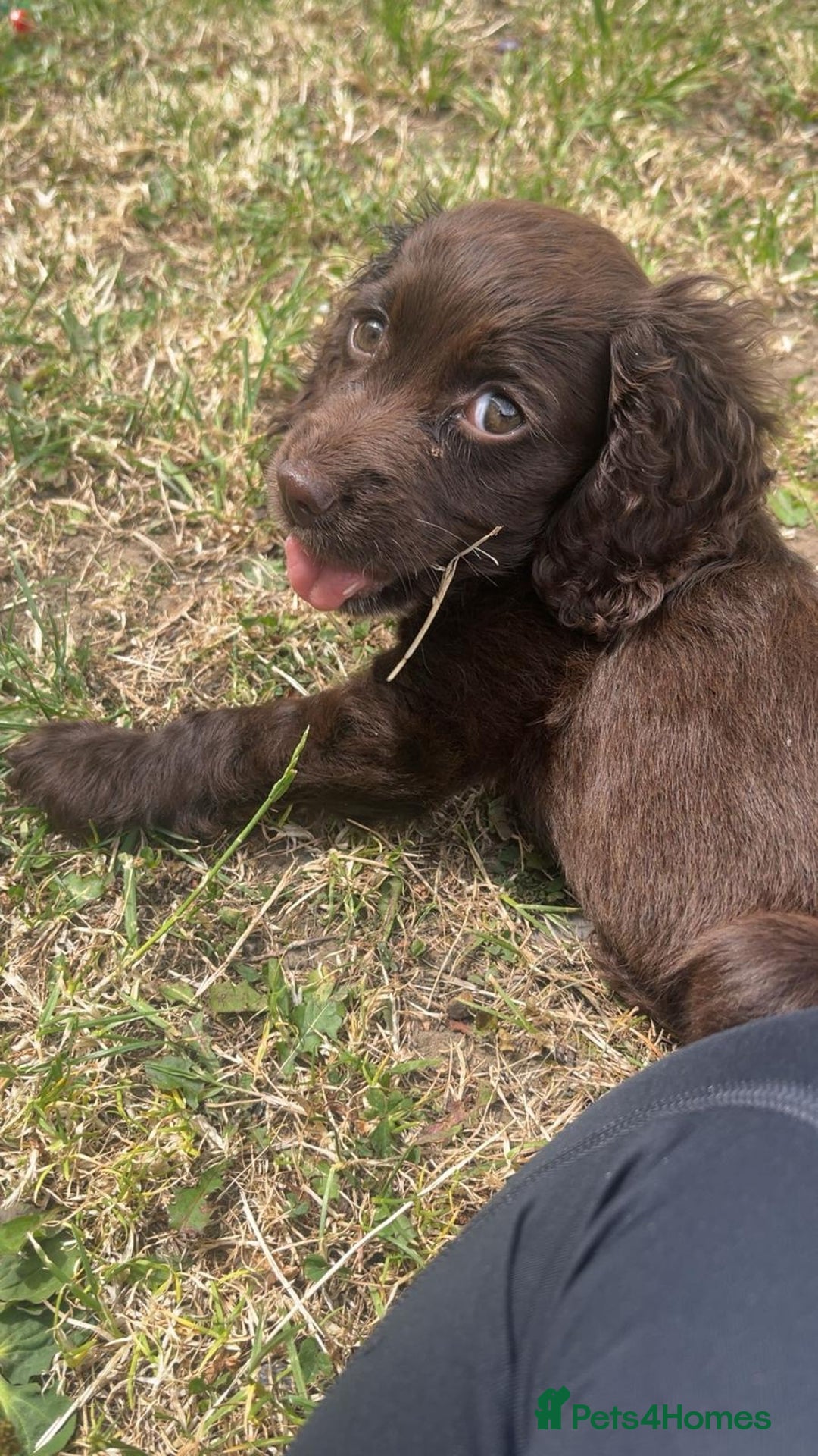 Cocker Spaniel dogs for sale: Female cocker spaniel  - Image 2