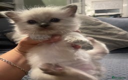 Ragdoll cats for sale: Beautiful Ragdoll Kittens - Image 5