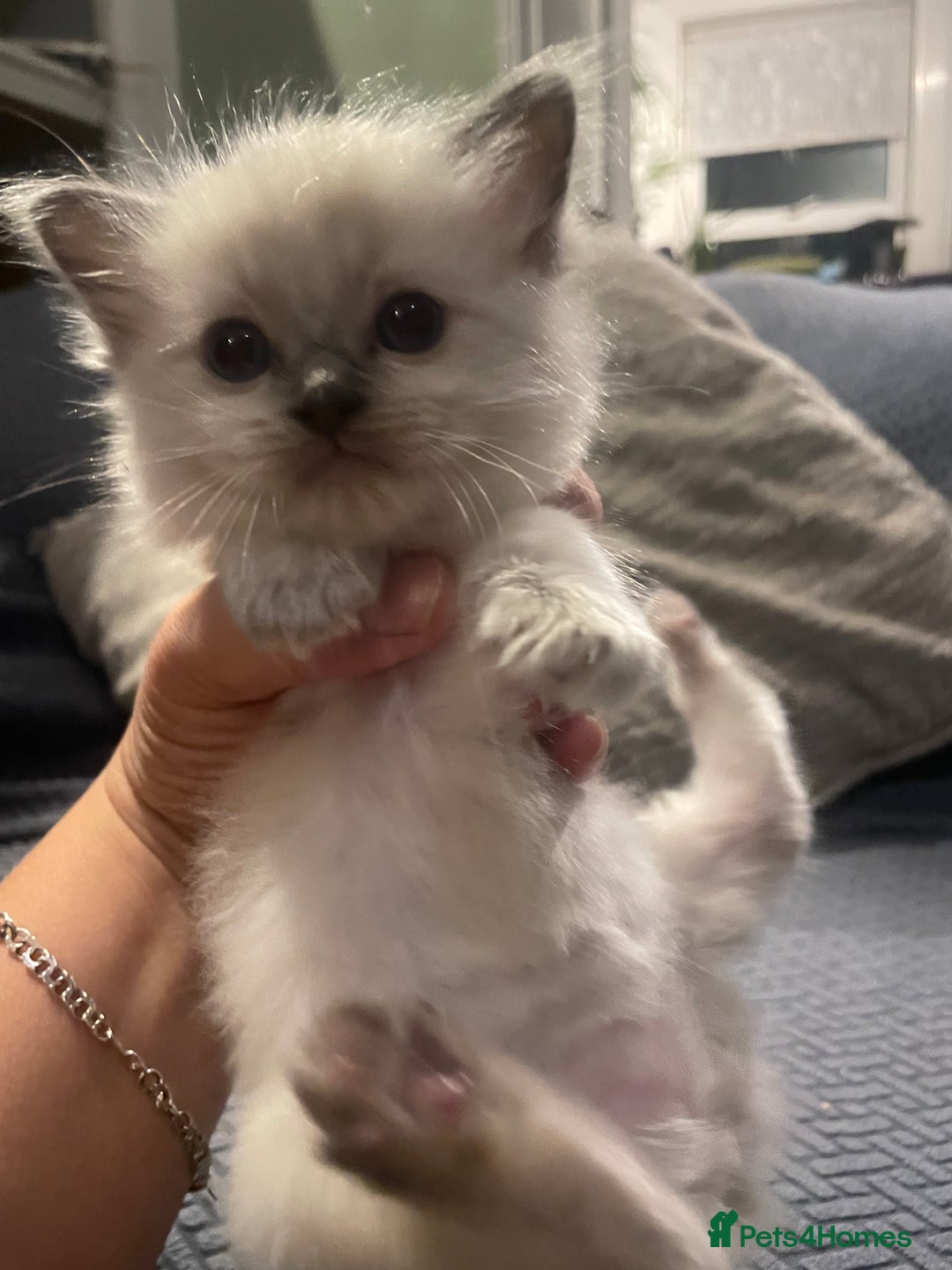 Ragdoll cats for sale: Beautiful Ragdoll Kittens - Image 5