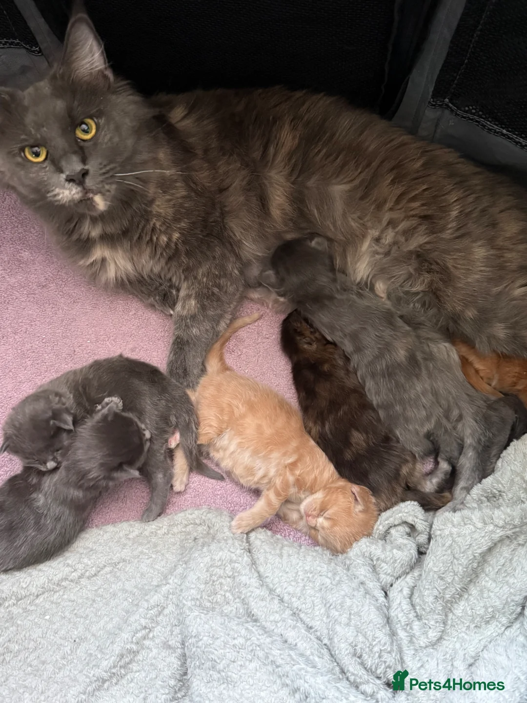 Maine Coon cats for sale: Stunning XL Maine Coon Kittens in Accrington - Advert 8
