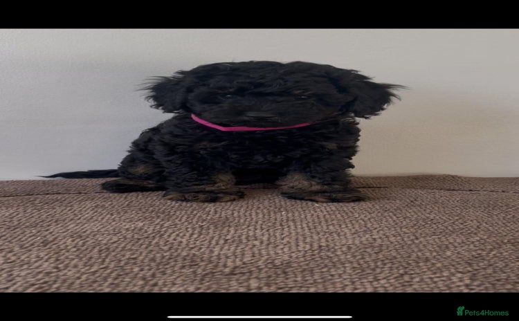 Cavapoo dogs - Advert 2