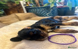 Cavalier King Charles Spaniel dogs for sale: 🫶🏻 Cavalier King Charles 🐶 - Image 19