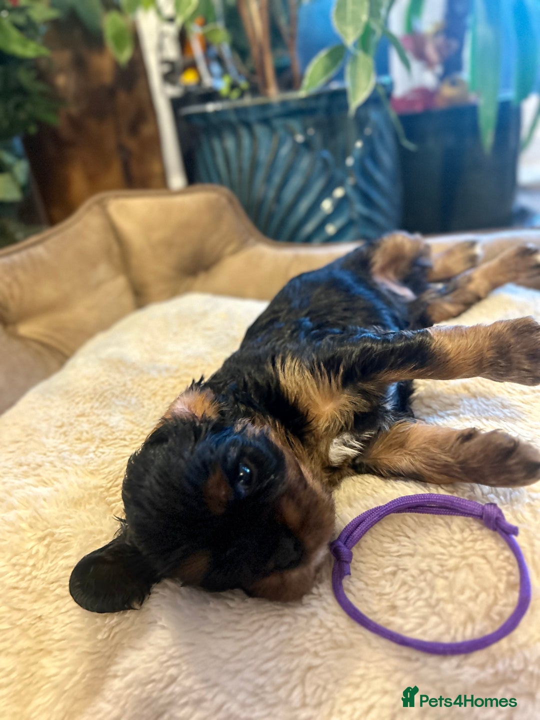 Cavalier King Charles Spaniel dogs for sale: 🫶🏻 Cavalier King Charles 🐶 - Image 19