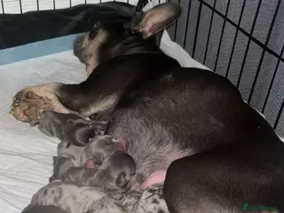 French Bulldog dogs Beautiful French Bulldog Puppies - Advert 2