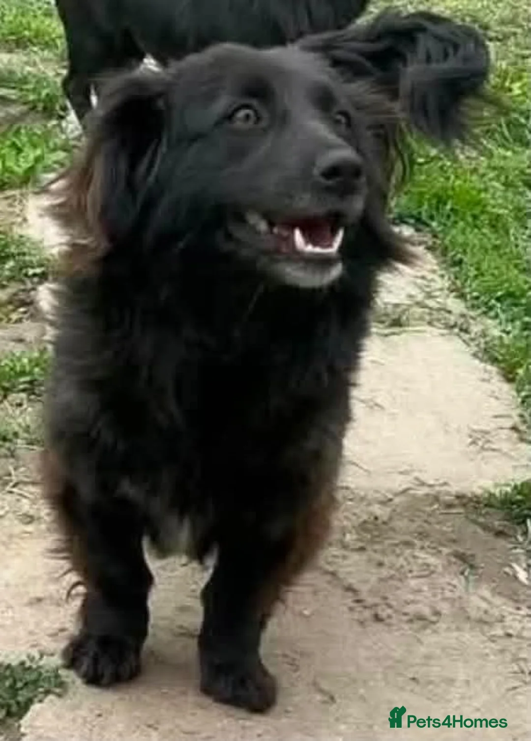 Mixed Breed dogs for adoption: Meet Toast! 🍞 in Edinburgh - Advert 2