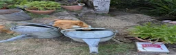 Cocker Spaniel dogs for sale: KC registered working cocker spaniel boys in Okehampton - Advert 7