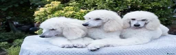 Standard Poodle dogs for sale: Outstanding Standard Poodle Puppies - Advert 6