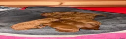 Cockapoo dogs for sale: Beautiful All Fox Red F1BB Cockapoo Puppies  - Advert 22