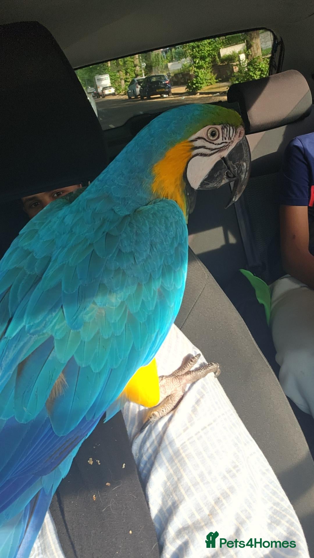 Macaws birds Stunning Blue and Gold macaw for sale - Advert 1