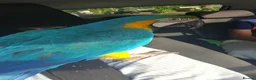 Macaws birds for sale: Stunning Blue and Gold macaw for sale in Bolton - Advert 1