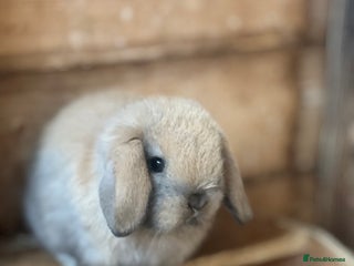 Mini Lop rabbits - Advert 9