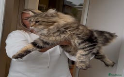 Maine Coon cats for sale: Outstanding pedigree kittens ready to leave - Image 10
