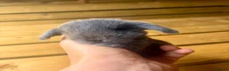 Mini Lop rabbits for sale: Three pure bred mini lop boys. - Advert 4