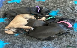 Miniature Schnauzer dogs for sale: Beautiful litter of Miniature Shnauzers  - Image 12