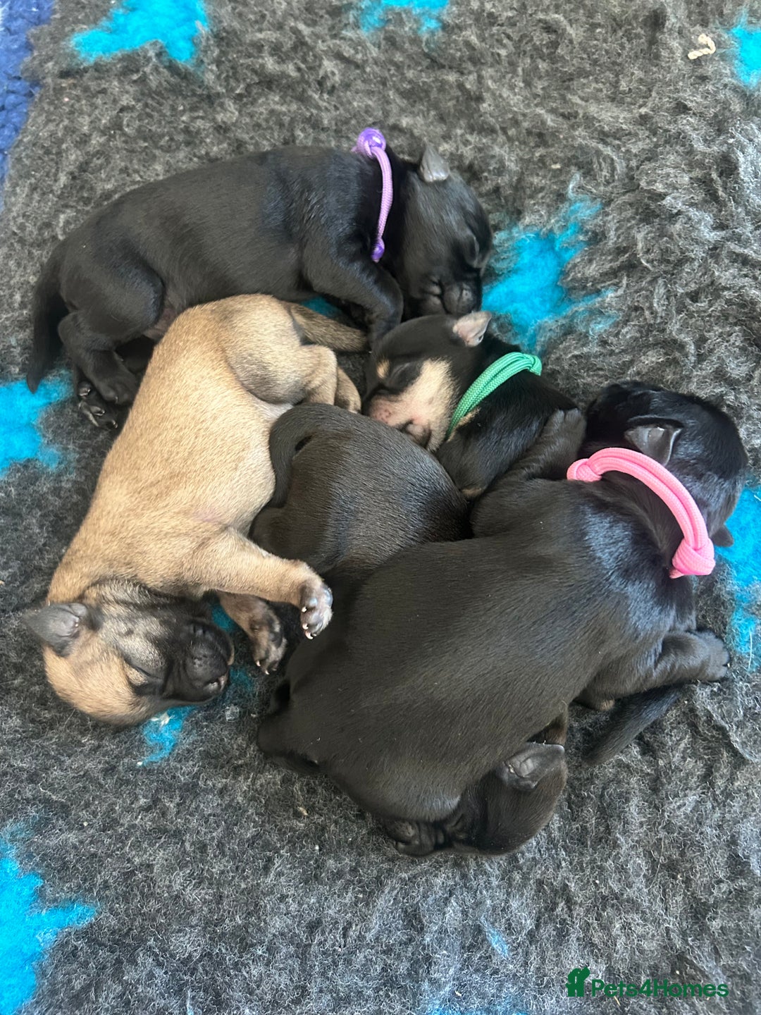 Miniature Schnauzer dogs for sale: Beautiful litter of Miniature Shnauzers  - Image 12