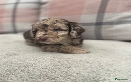 Cockapoo dogs for sale: f1b toy  stunning cockerpoos  - Image 9