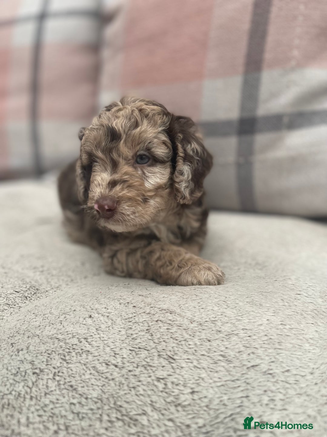 Cockapoo dogs for sale: f1b toy  stunning cockerpoos  - Image 9